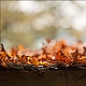 autumn autumn