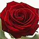 first rose first rose