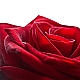 Rosentraum Rosentraum