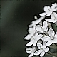 weisse Blüten weisse Blüten