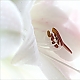 amaryllis amaryllis