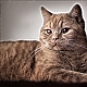 British-Shorthair British-Shorthair