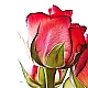 wonderful rose ... wonderful rose ...