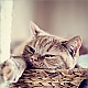 Liri relax ... Liri relax ...
