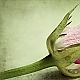 vintage-rose vintage-rose