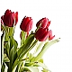 tulips tulips