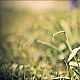 springtime springtime