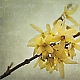 Frühlingsgelb Frühlingsgelb