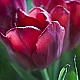 tulips tulips