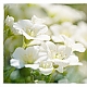 Saxifraga