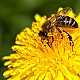 Honeybee