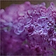 lilac lilac
