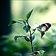 butterfly ... butterfly ...