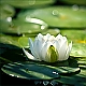Seerose Seerose