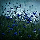 Kornblumen ... Kornblumen ...