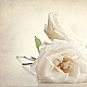 three white roses ...