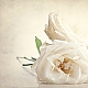 three white roses ... three white roses ...