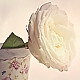 one white rose ... one white rose ...