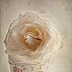 another white rose ...