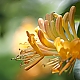 orange & green