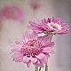 pink-white