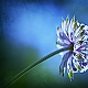 Astrantia ...