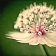 Astrantia II