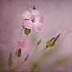 rose ...