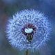 dandelion ...