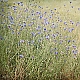 cornflower ....