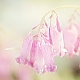 ein Hauch von Rosa