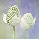 green and blue