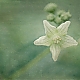 little star ...