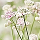 Astrantia