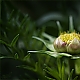 before opening II