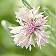 Rosa Kornblume