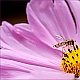 Schwebfliege auf Cosmea