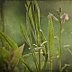 fieldflowers