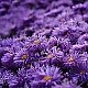 violett ...