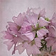 pink-flower_II