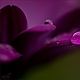 Raindrop Raindrop