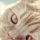 Cat Cat