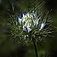 Jungfer im Grünen - Nigella damascena Jungfer im Grünen - Nigella damascena