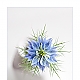 Nigella blue Nigella blue