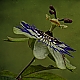 Passiflora Passiflora
