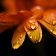 drops drops