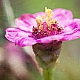 Pink Garden Pink Garden