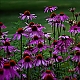 Echinacea Echinacea