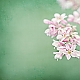 Buchweizenblüte - buckwheat