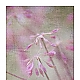 pink pink